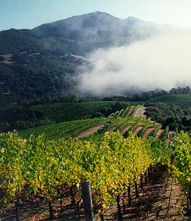 Robert Craig sources his grapes from a number of Napa mountains.